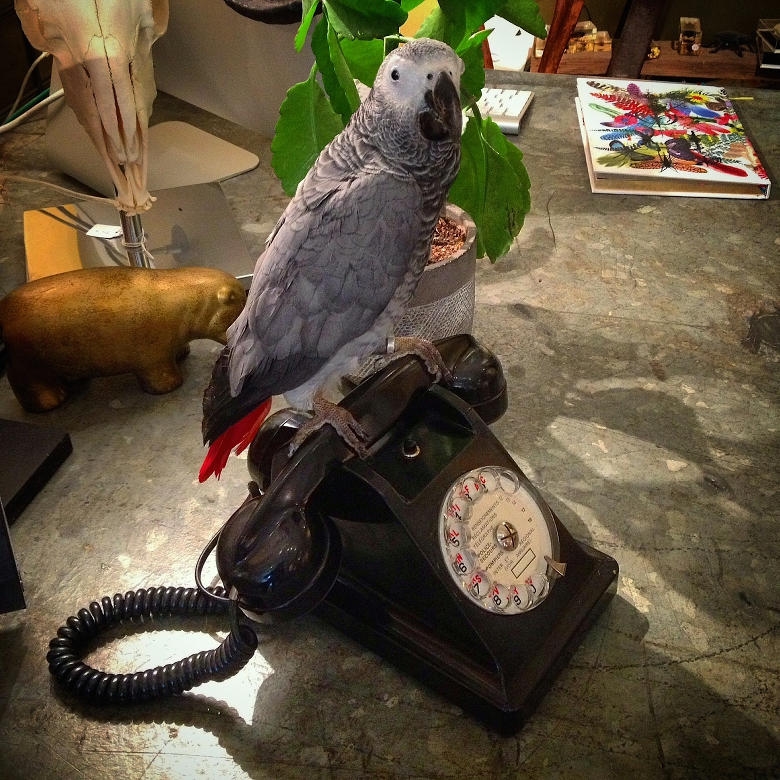 animaux dans la galerie